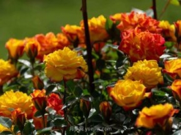 安阳市滑县森林公园月季花开放，赏花打卡正当时