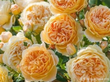大花香水月季的养护方法，分享10种花香飘满屋