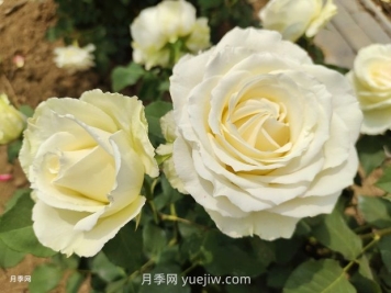 十一朵白玫瑰的花语和寓意