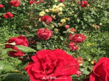 山西运城农民柳庚申建当地精品月季园，种植300多个月季花品种